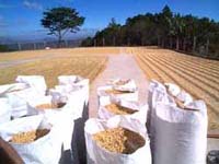 Green Bean Processing in Honduras