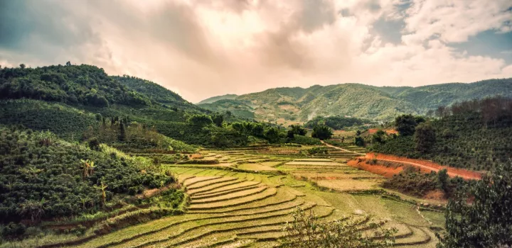 China Coffee Plantation