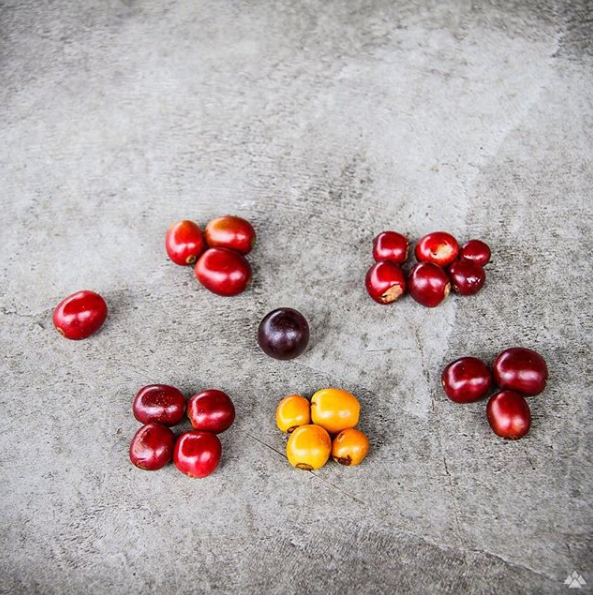 Coffee Varietals in Colombia, Red Associations