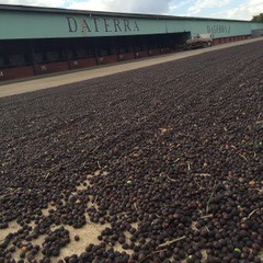 Daterra Brazil Drying Patio