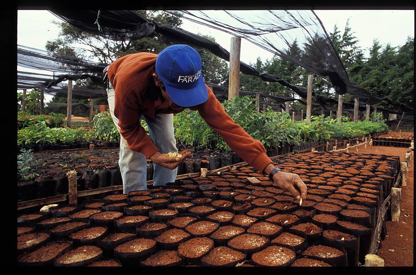 Coffee Plant Nursery Daterra Brazil