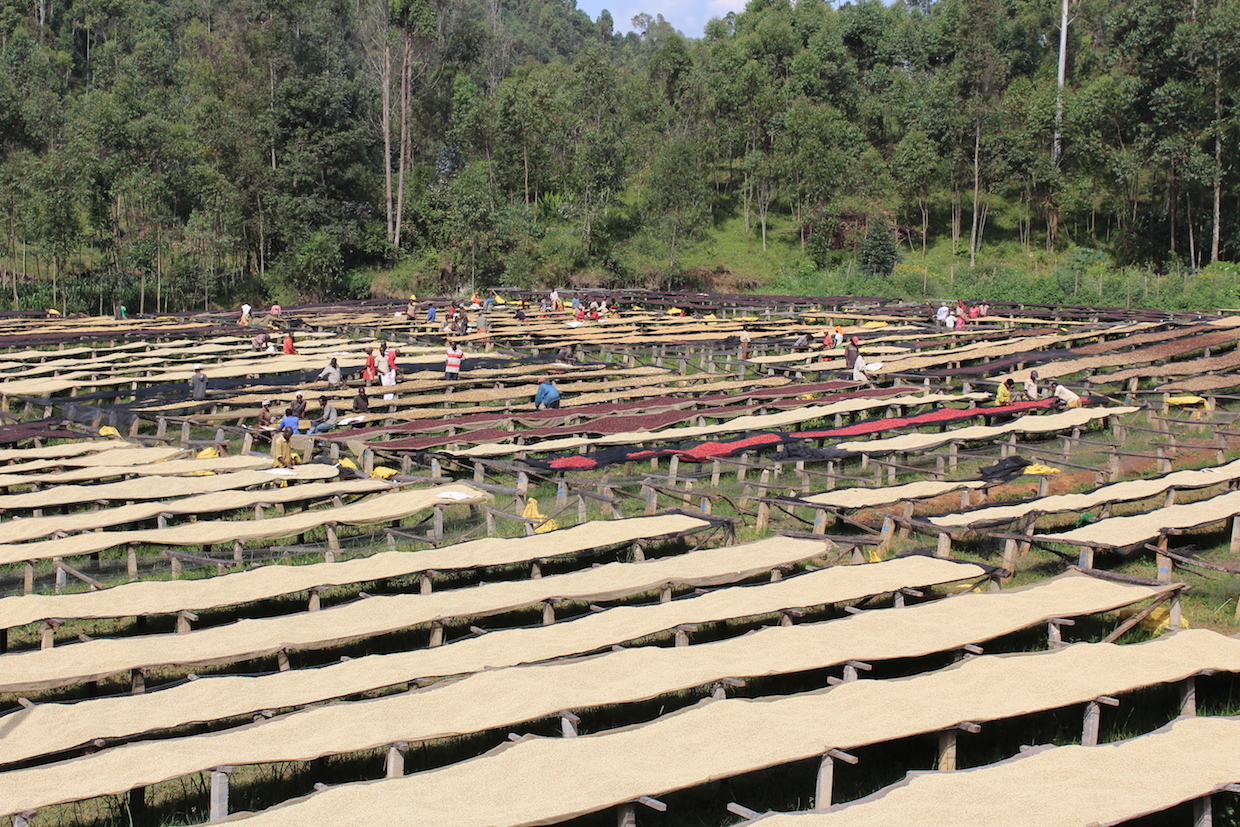 Burundi Coffee Single Origin