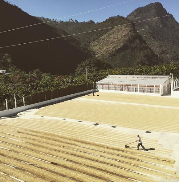 Green Bean Process Finca El Injerto