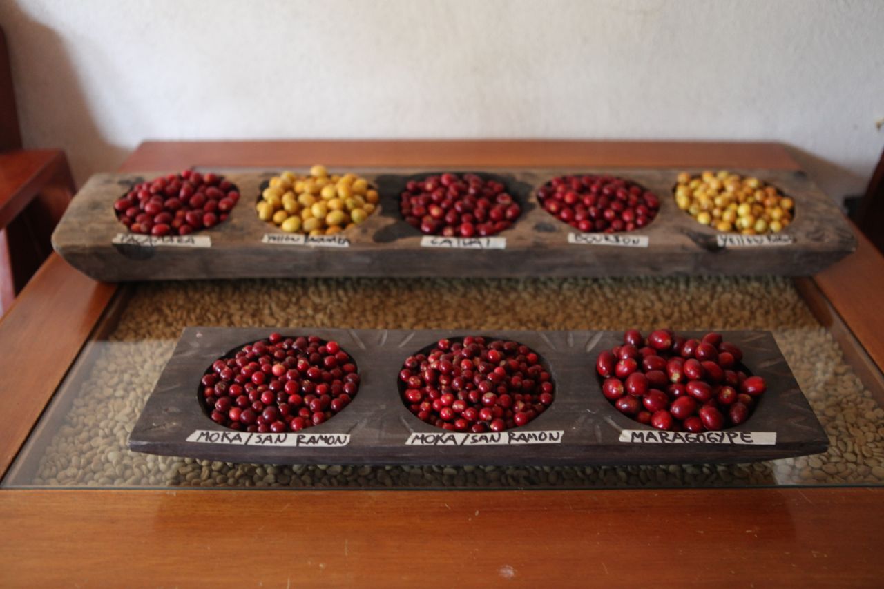 Coffee Cherry Sorting, Finca El Injerto