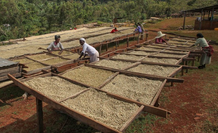Coffee Workers at Wolichu Wachu Washing Station; img by Yakima Coffee