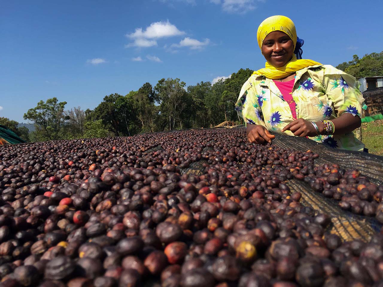 Ethiopia Sidamo Chire regeion Coffee Cherries