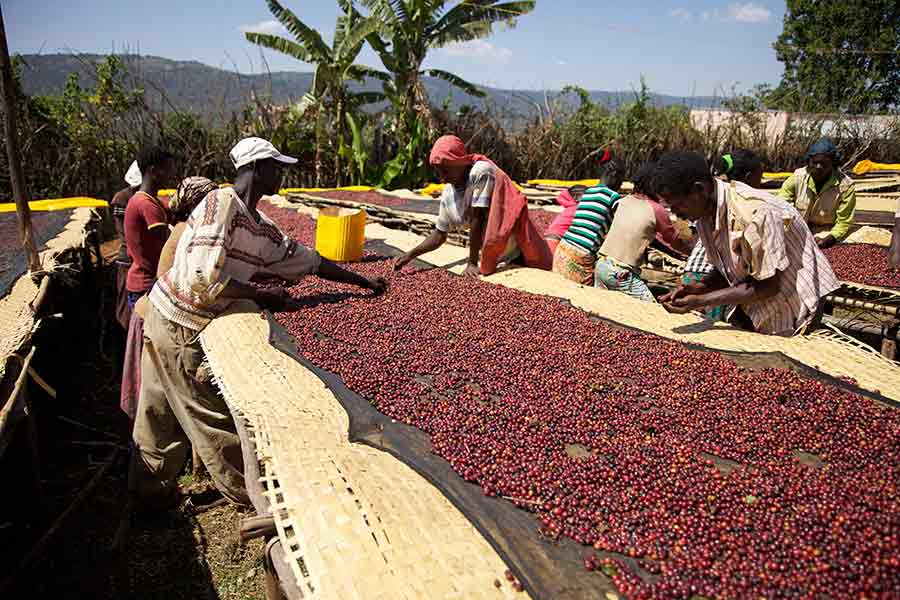 Ethiopian Coffee Workers at Wolichu Wachu Washing Station; img by Sample Coffee