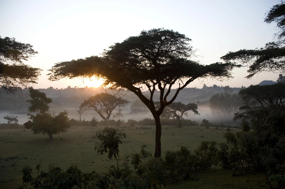 Ethiopian landscape; img by Falcon Specialty