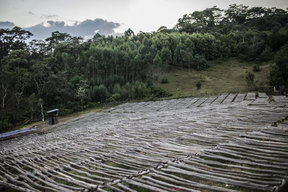 Drying Beds at Wolichu Wachu Ethiopia; img by Manzanita Roasting
