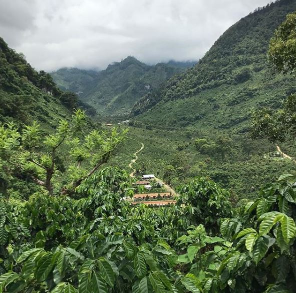 Finca El Injerto Guatemala View