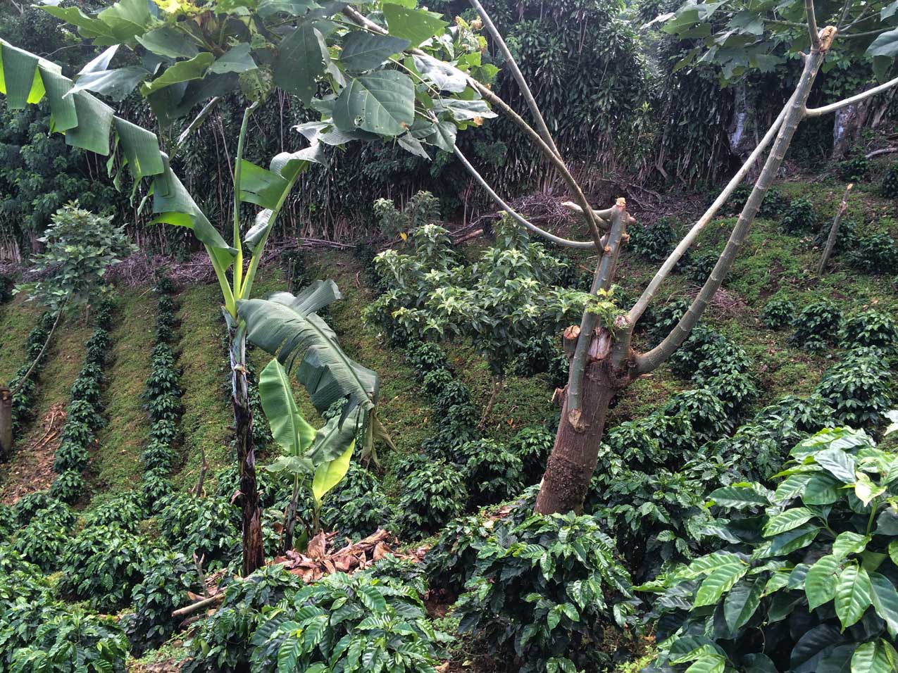Coffee Plantation La Lajas in Costa Rica