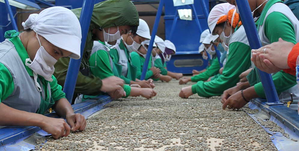 Indonesian Coffee Workers
