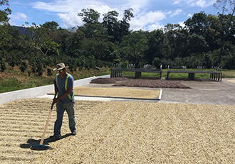 Green Bean Processing in Finca Alma Panama
