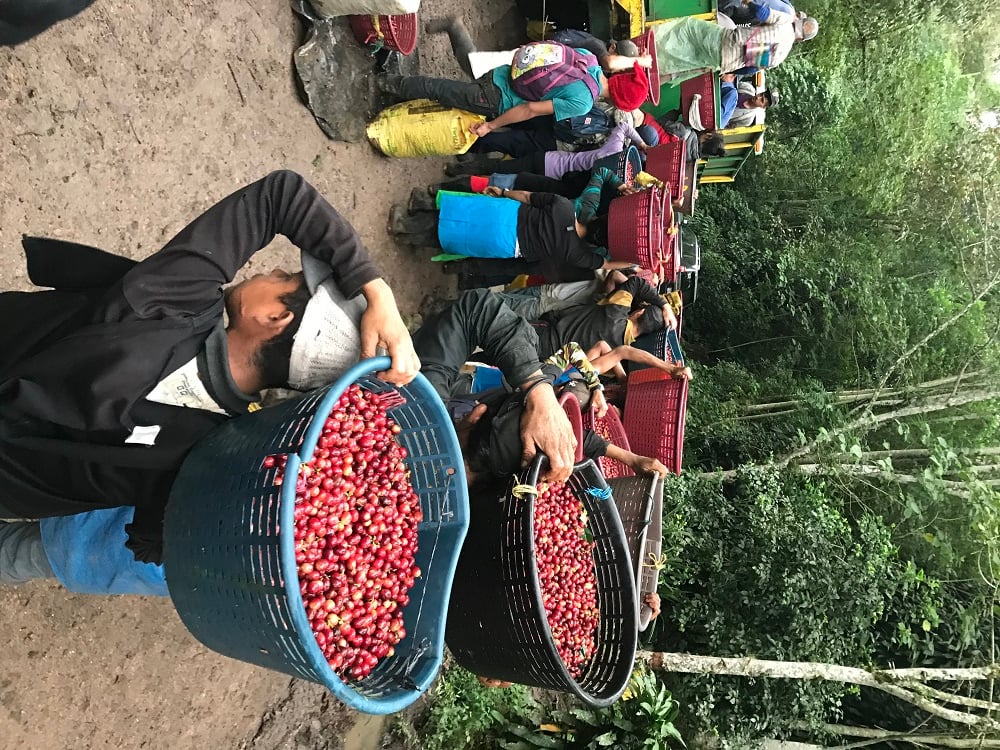 Workers Harvesting Coffee Cherries on La Bastilla Coffee Estates Nicaragua
