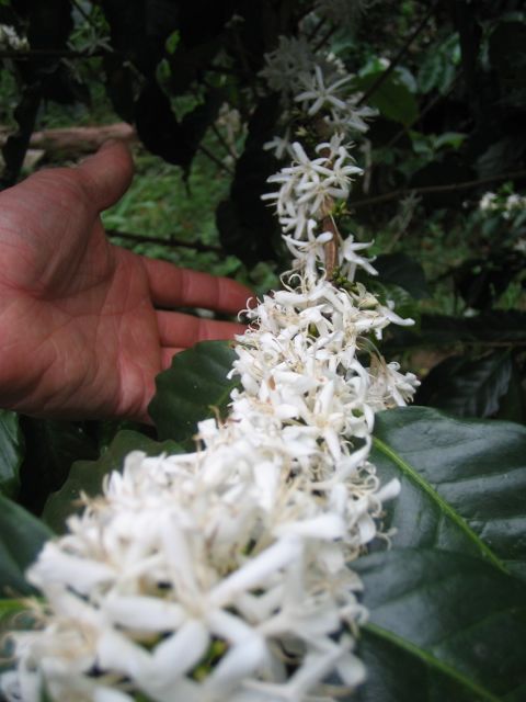 Coffee Cherry Blossoms, Honduras
