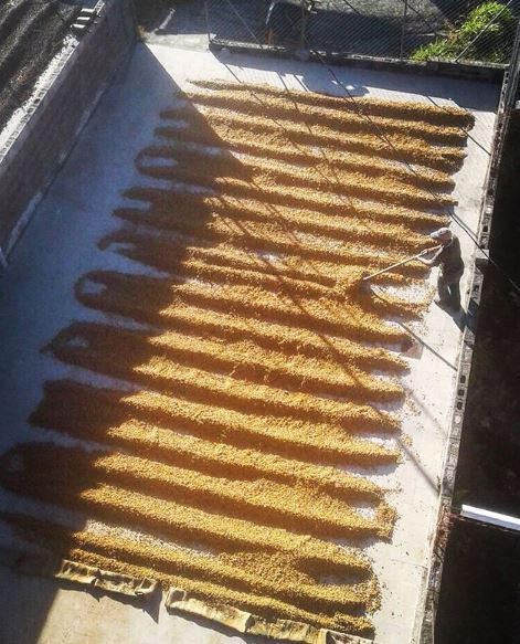 Green Bean Processing at Finca Loma La Gloria in El Salvador