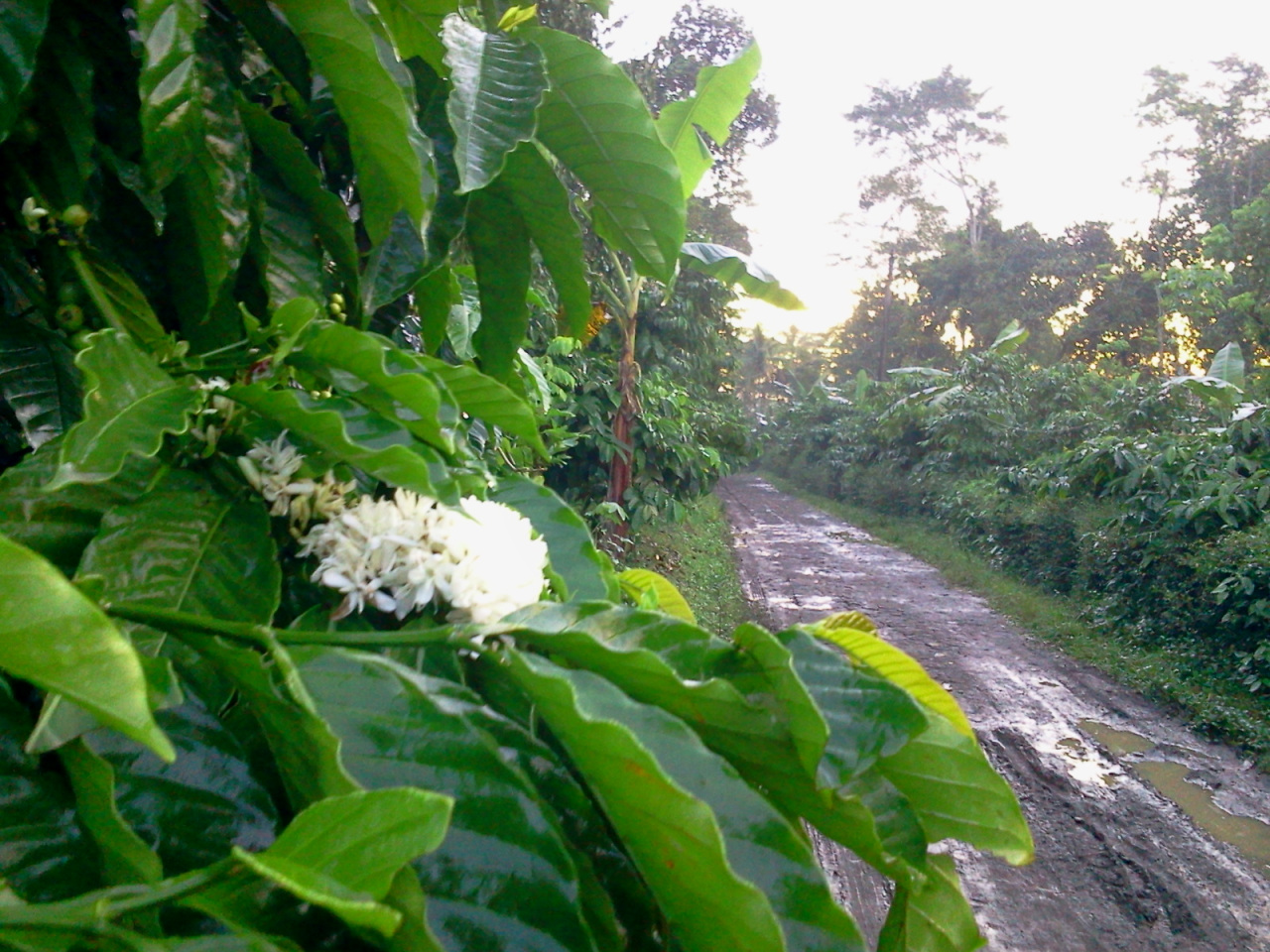coffee cherry blossoms