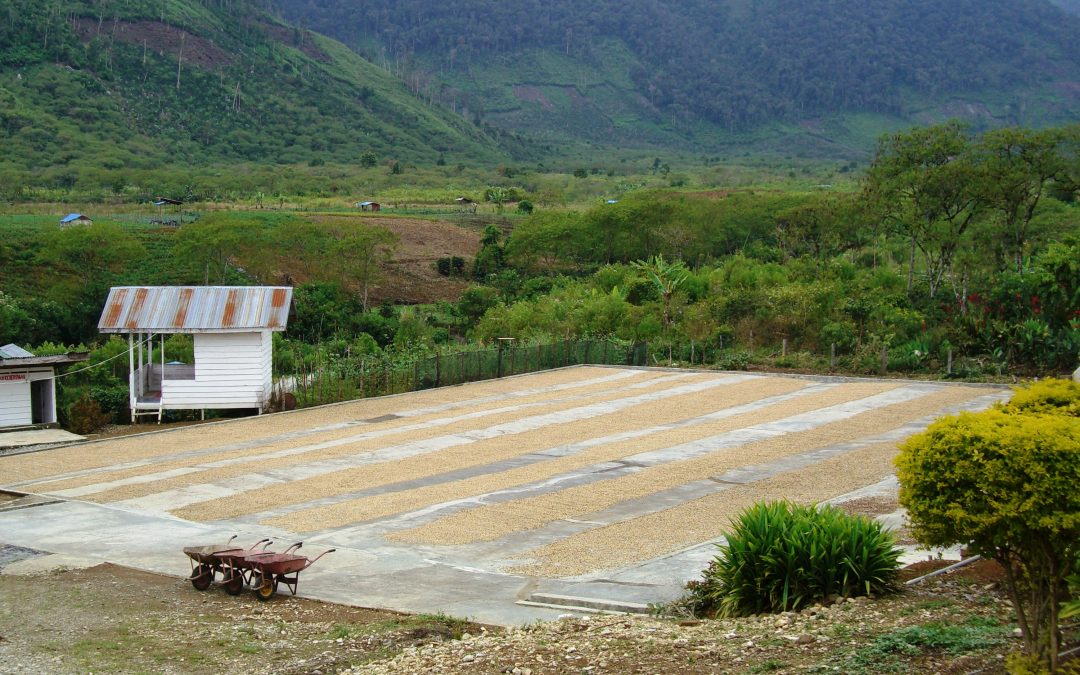 Coffee Farm Indonesia