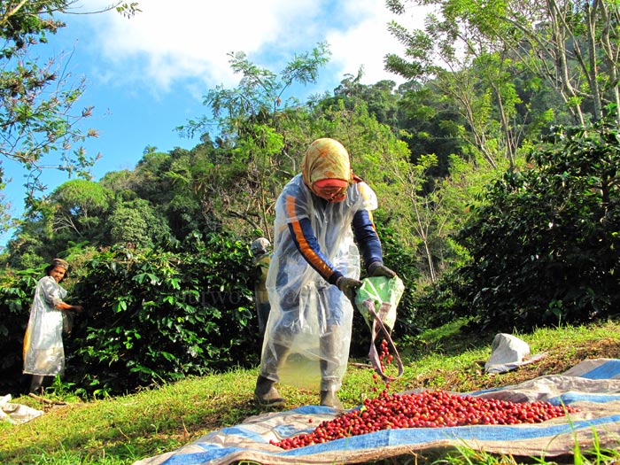 Coffee Worker Indonesia