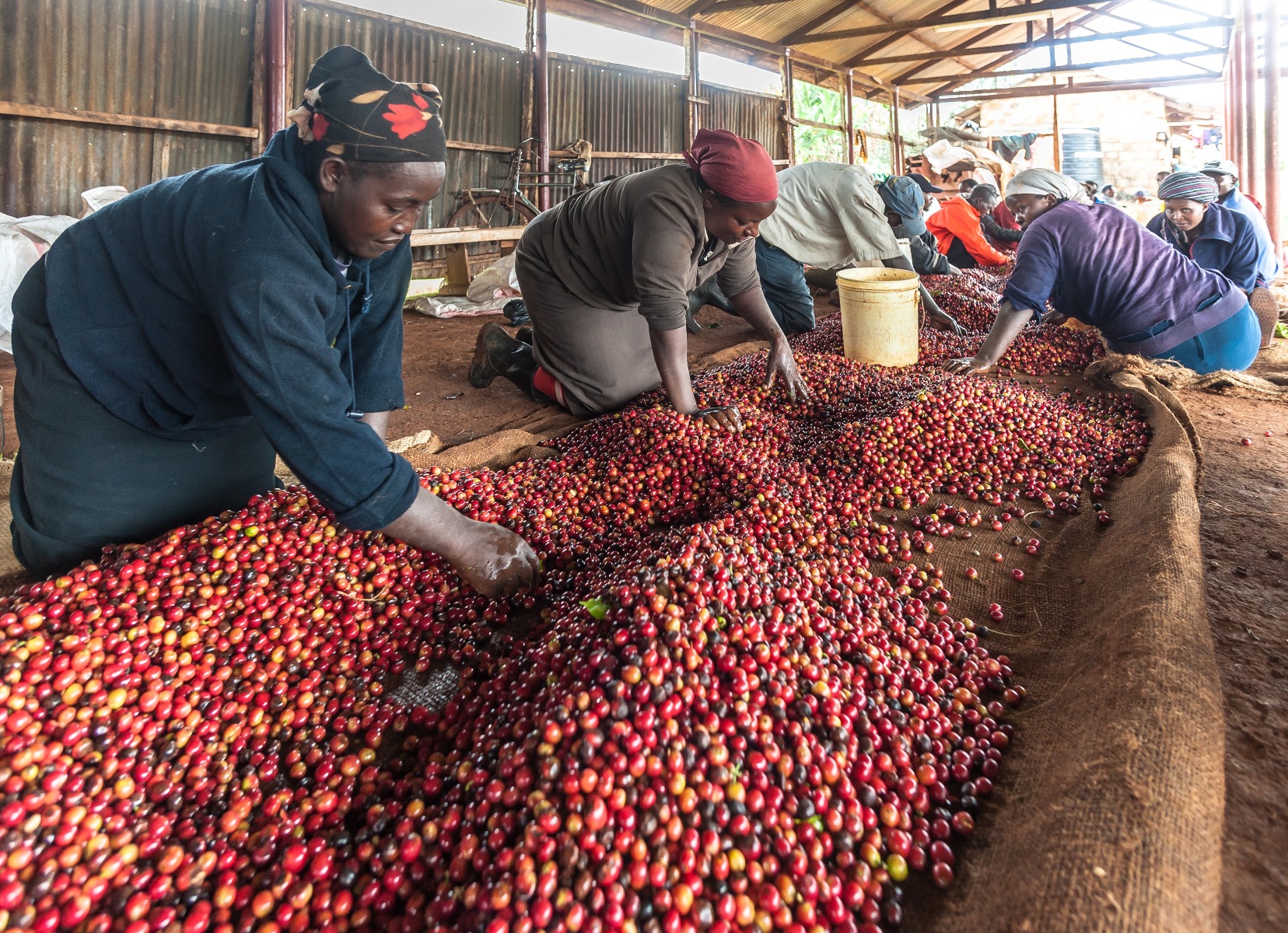 coffee sorting kenya