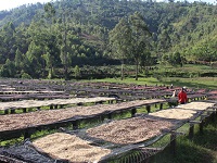 Burundi Businde Natural Single Origin