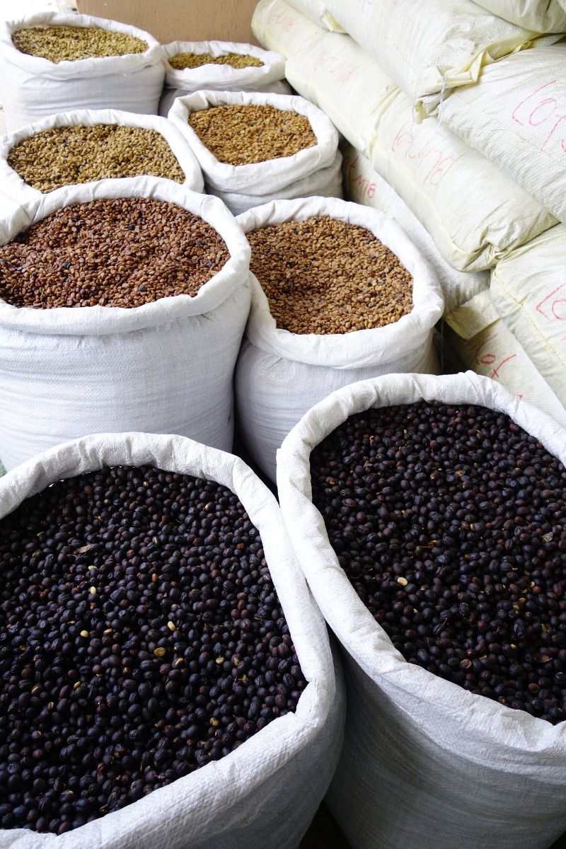 Green Beans La Lajas Costa Rica