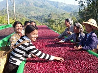 Myanmar Sithar Grade 1 Single Origin
