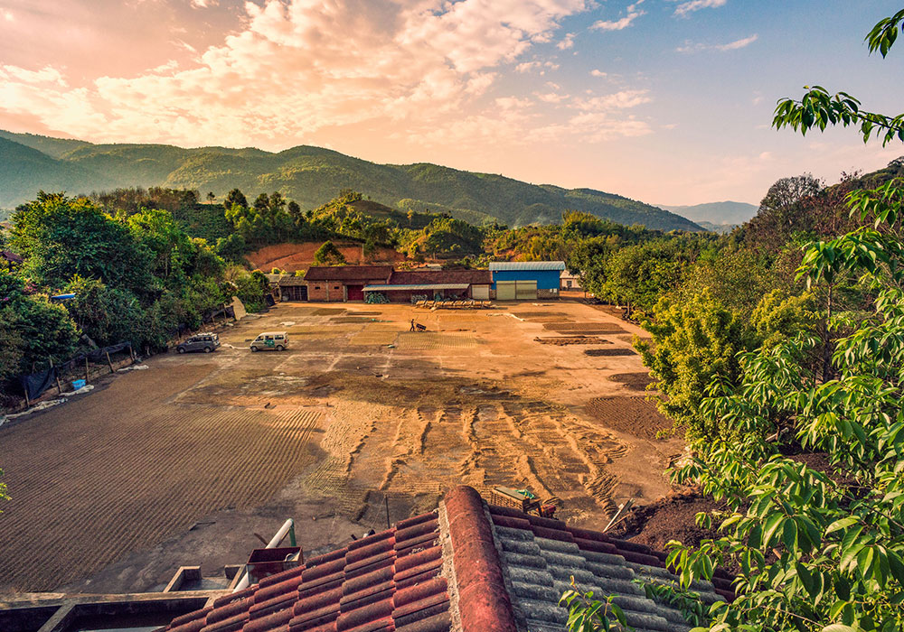 Green Bean Drying Patio