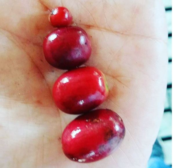 Mocca, Bourbon, Catuai and Pacamara Coffee Cherries, Finca El Injerto