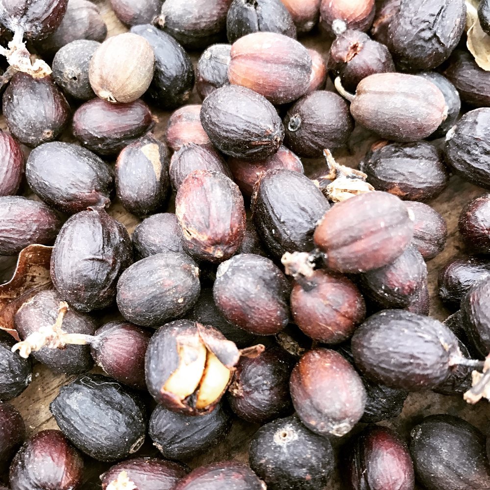 Natural Processed Coffee