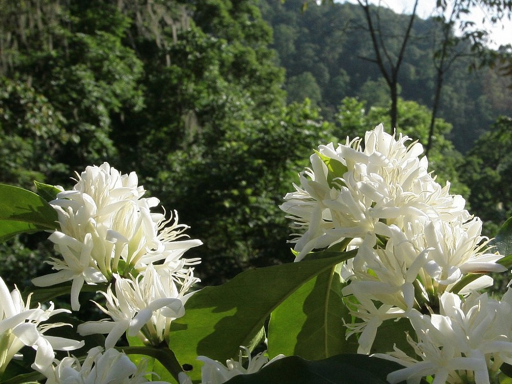 Coffee cherry blossoms