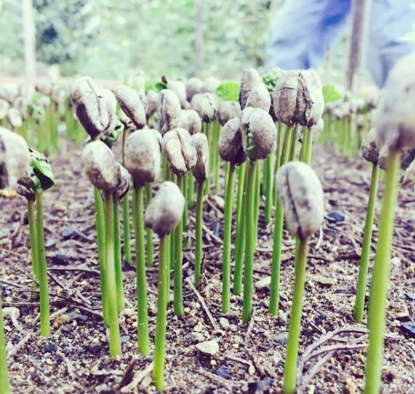Seedlings on Finca El Injerto