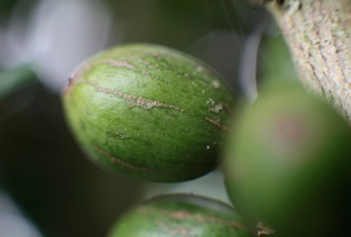 Onan Gajang Coffee Cherries
