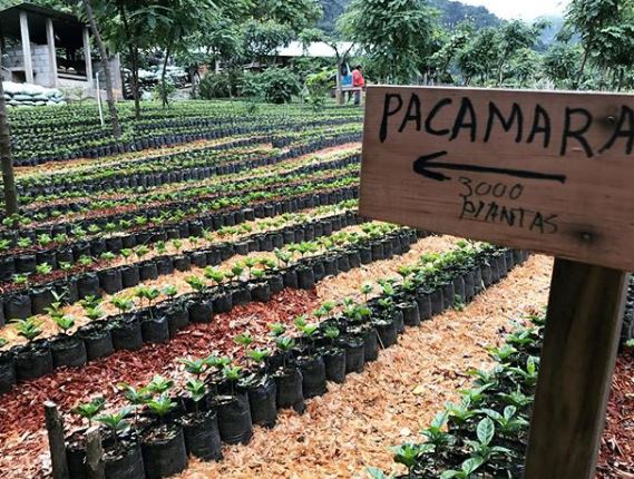 Pacamara Seedlings Finca El Injerto Guatemala