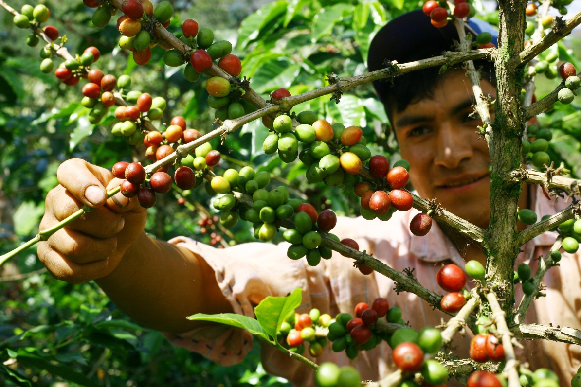 Peru Coffee Harvest