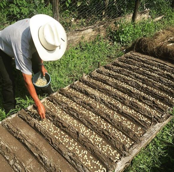 Planting Seeds for the next Crop on Finca El Injerto