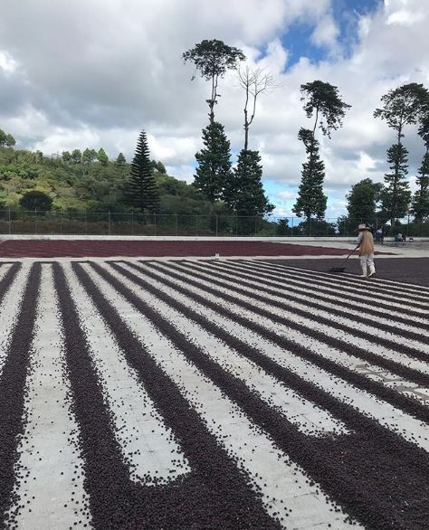 Drying Process, Finca El Injerto