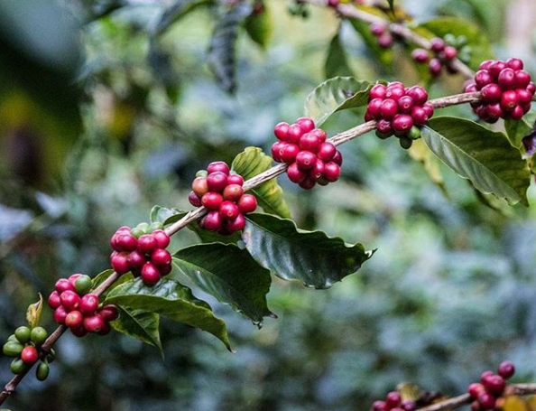 Coffee Cherries Colombia Red Associations