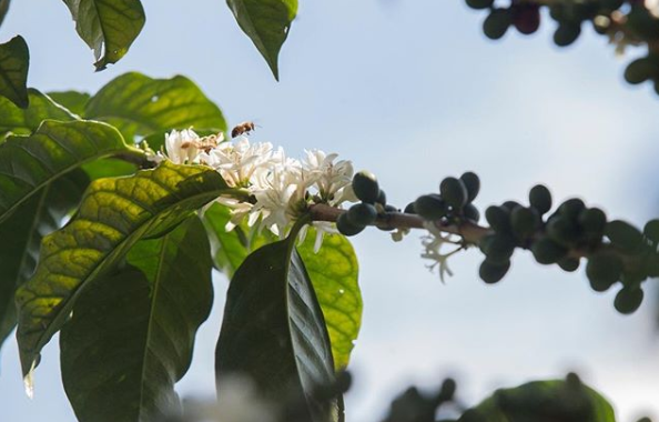Coffee Cherry Blossoms Red Associations