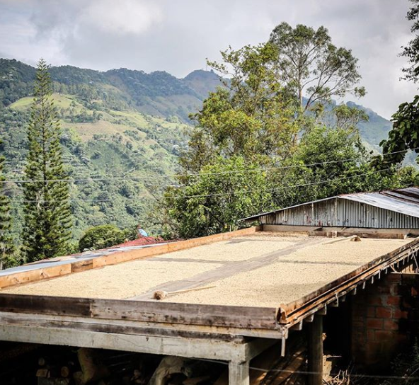 Green Beans Drying Colombia