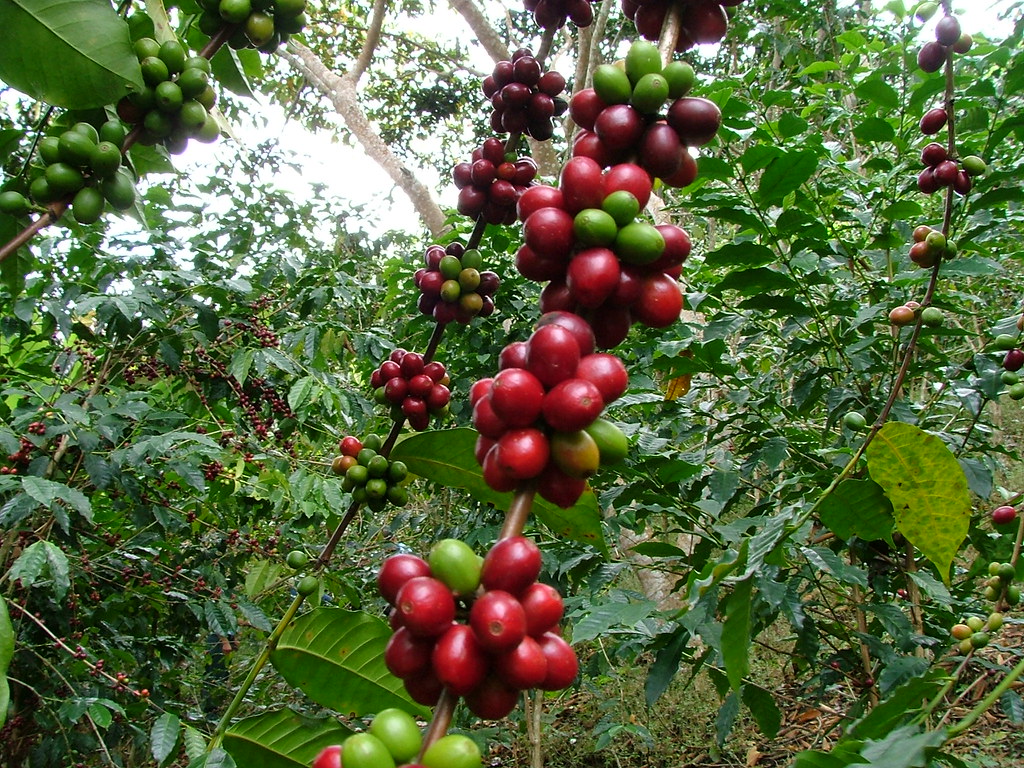 Red Bourbon Varietal