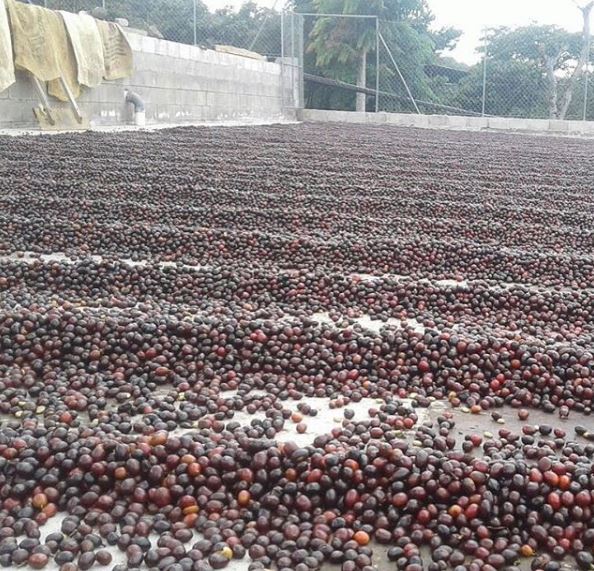 Red Bourbon Natural Process on Finca Loma La Gloria in El Salvador