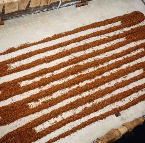 Bean Processing Finca Loma La Gloria in El Salvador