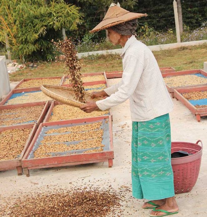 Coffee Worker Tossing Green Beans
