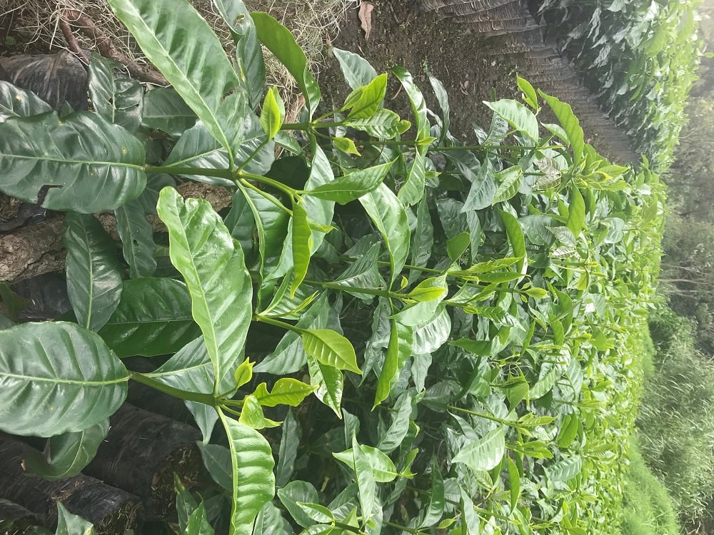 Coffee Tree Seedlings on La Bastilla Coffee Estates Nicaragua