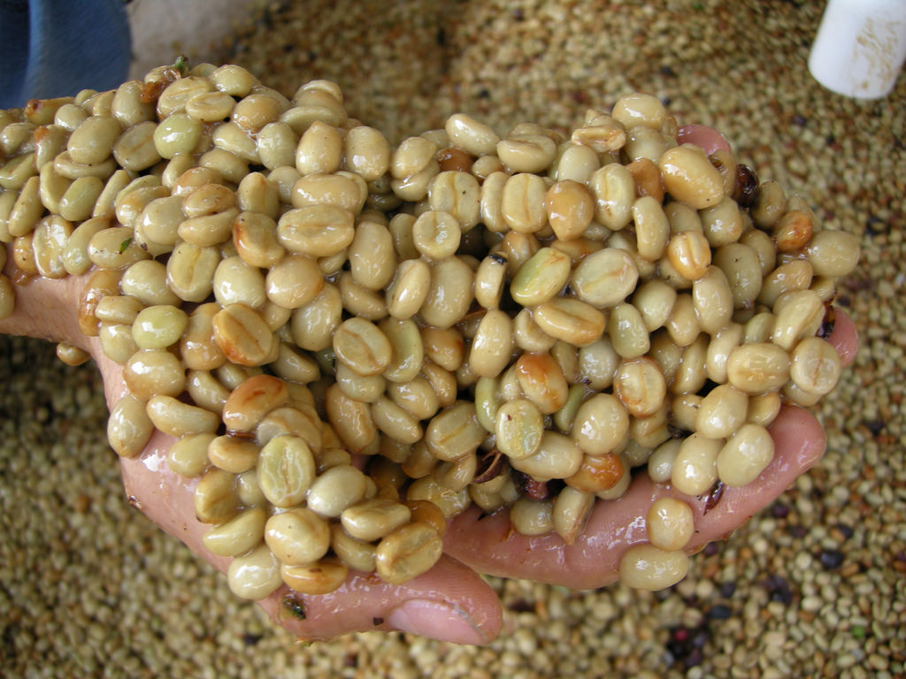 Full Washed Green Bean Process Peru