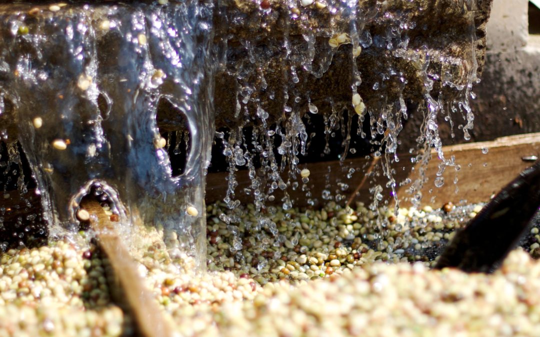 ethiopia yirgacheffe konga