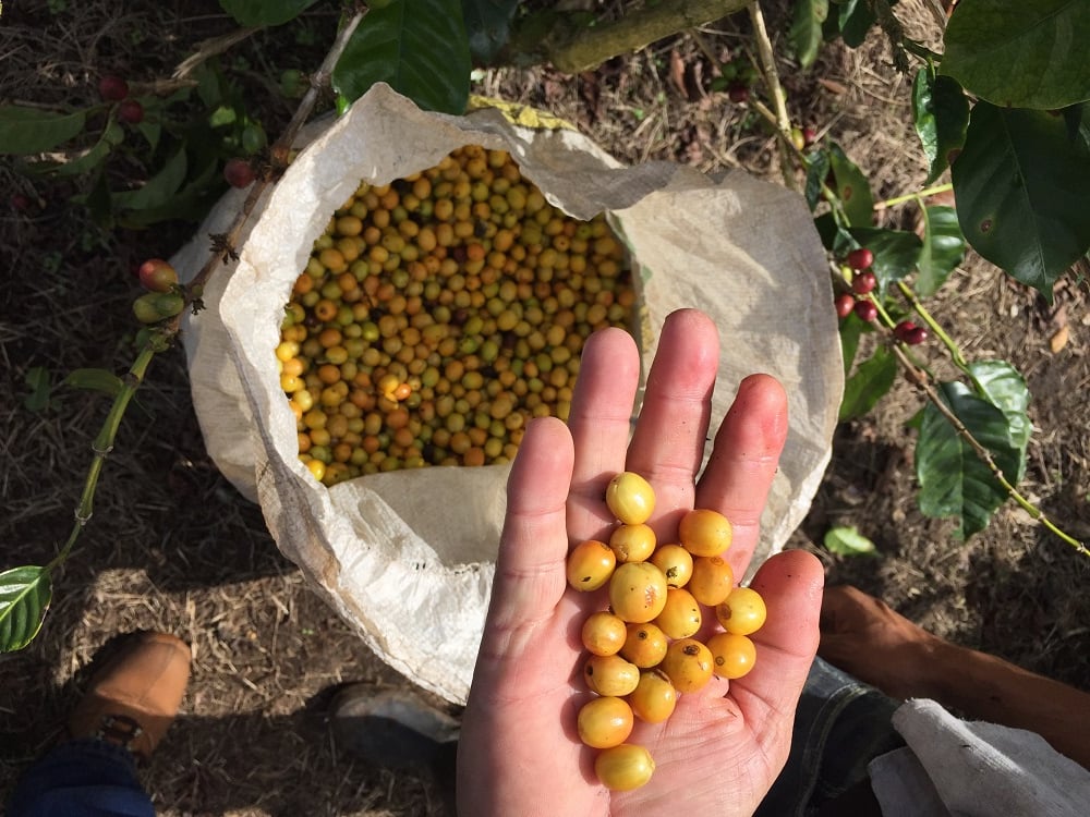 Yellow Catuai Coffee Cherries on La Bastilla Coffee Estates Nicaragua