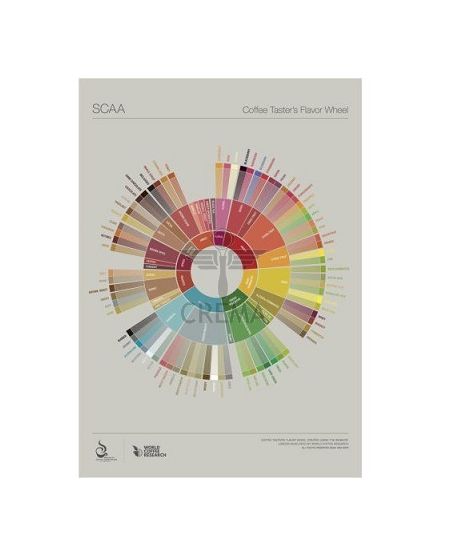 Lexicon Flavour Wheel Poster