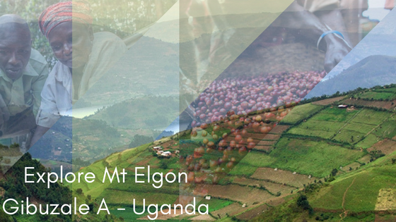 Mt Elgon Gibuzale a Crema Trekkers Uganda